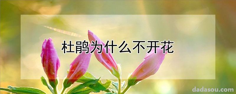 杜鹃为什么不开花