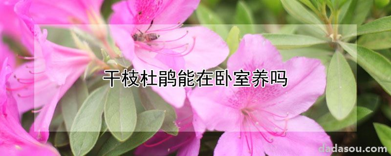 干枝杜鹃能在卧室养吗