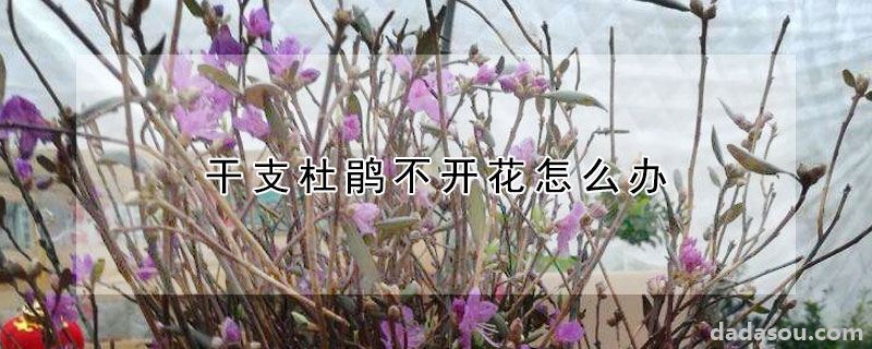 干支杜鹃不开花如何处理（干支杜鹃不开花怎么办）