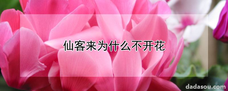 仙客来为什么不开花