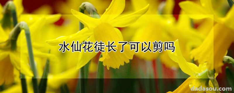 水仙花徒长了可以剪吗