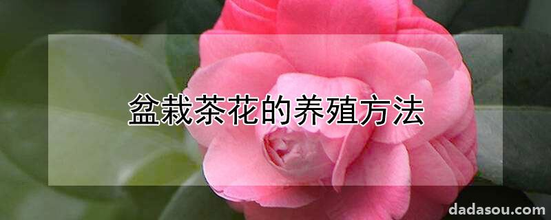 盆栽茶花的养殖方法