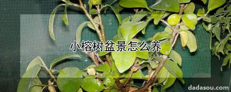 小榕树盆景怎么养