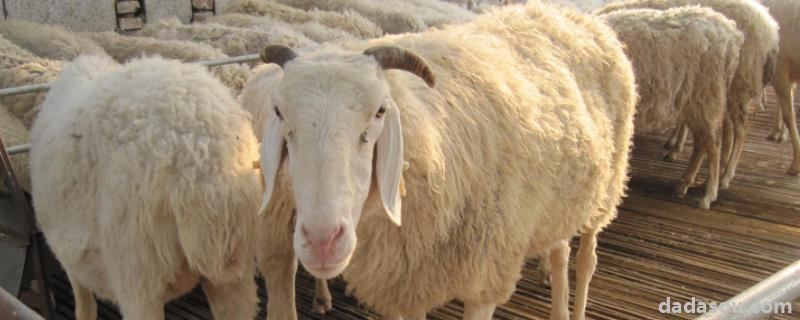 母羊能繁殖几年，繁殖母羊的饲料配比明细表