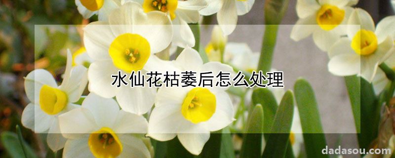 水仙花枯萎后怎么处理