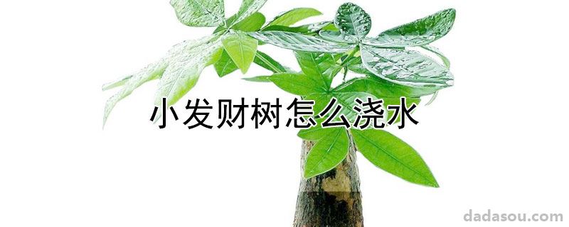 小发财树怎么浇水