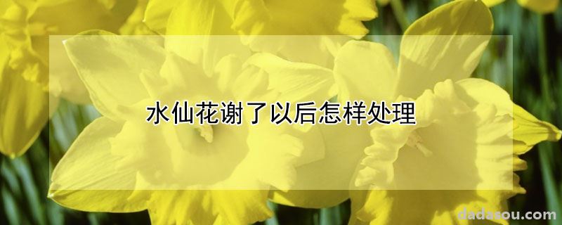 水仙花谢了以后怎样处理