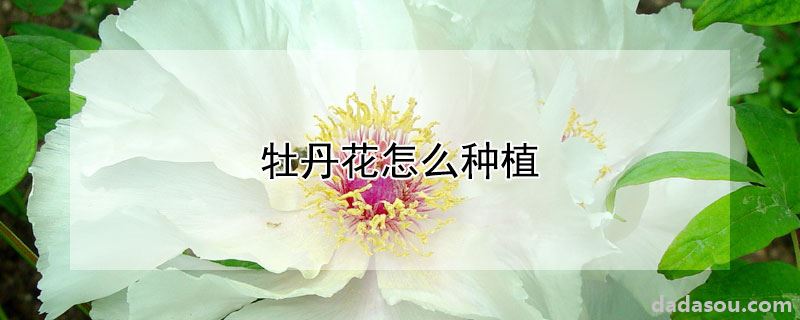 牡丹花怎么种植