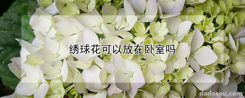 绣球花可以放在卧室吗