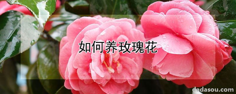 如何养玫瑰花