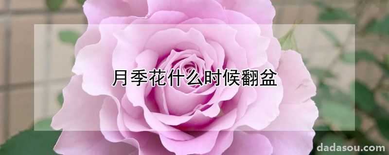 月季花什么时候翻盆