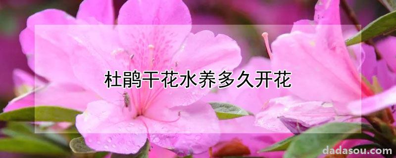 杜鹃干花水养多久开花