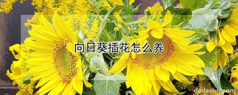 向日葵插花怎么养