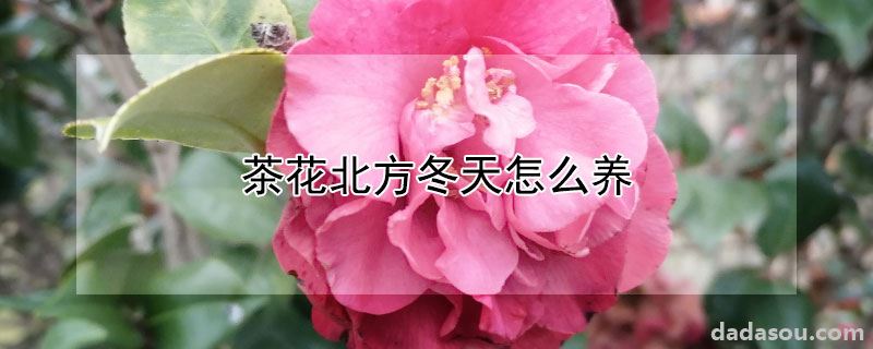 茶花北方冬天怎么养