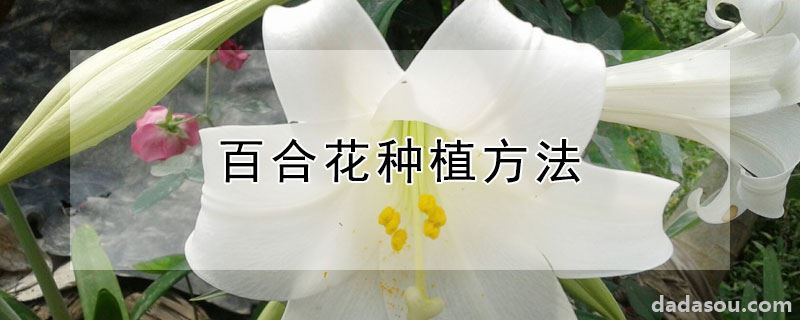 百合花种植方法