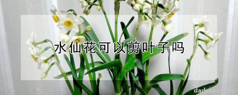 水仙花可以剪叶子吗