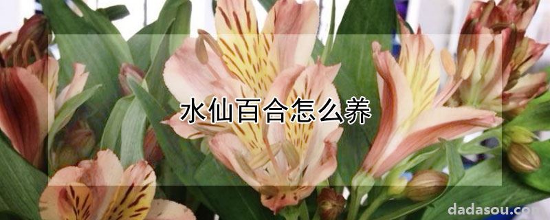 水仙百合怎么养