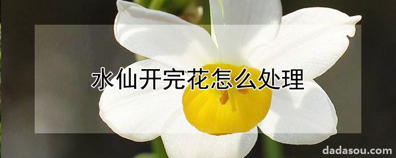 水仙开完花怎么处理