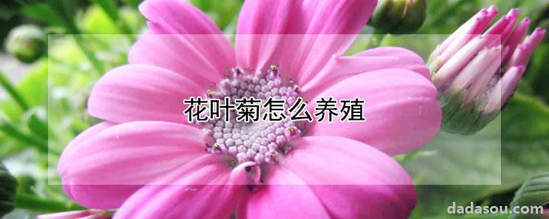 花叶菊怎么养殖