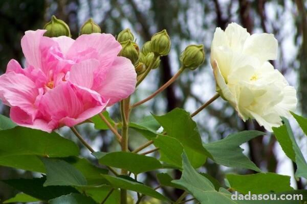 夏天鲜花养护要点