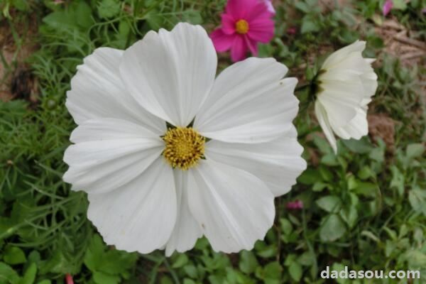 夏天鲜花养护要点