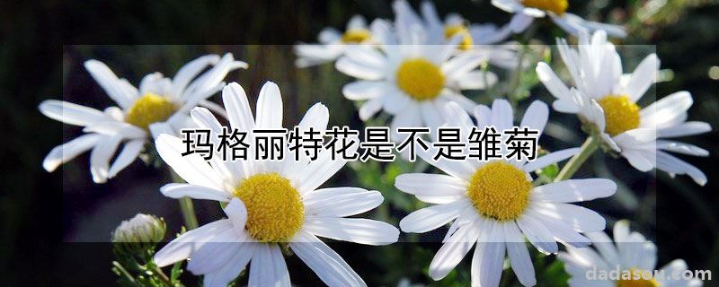 玛格丽特花是不是雏菊