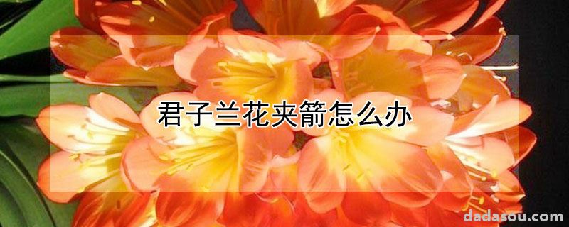 君子兰花夹箭怎么办