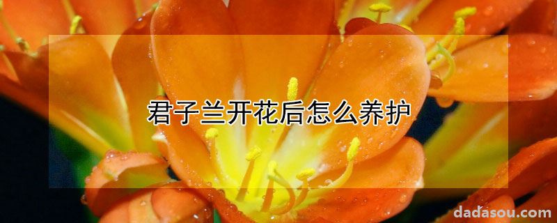 君子兰开花后怎么养护