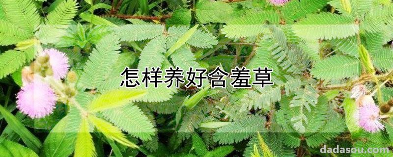 怎样养好含羞草