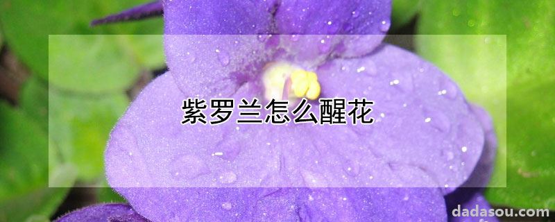 紫罗兰怎么醒花