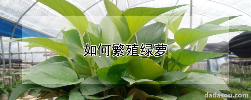 如何繁殖绿萝