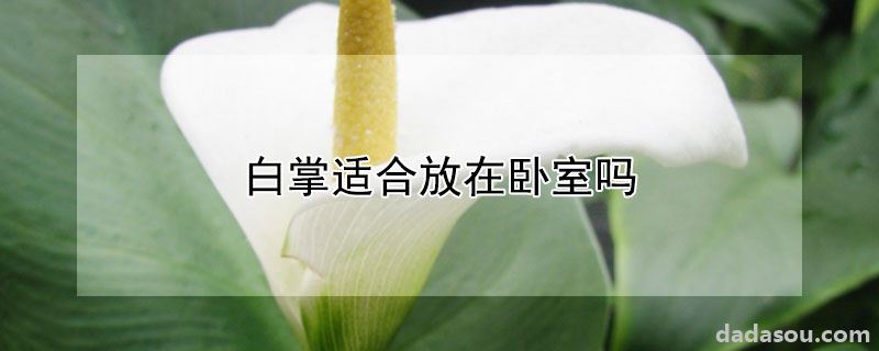 白掌适合放在卧室吗