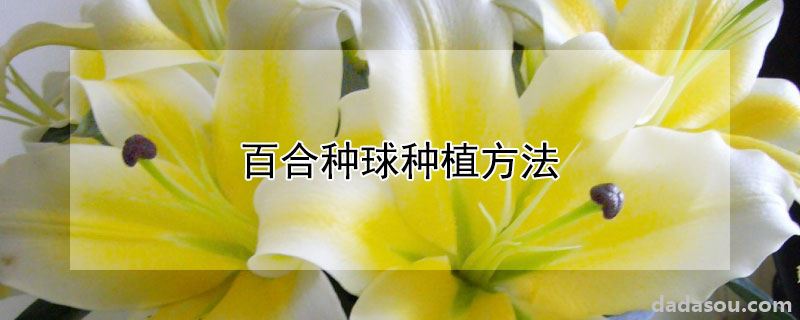 百合种球种植方法