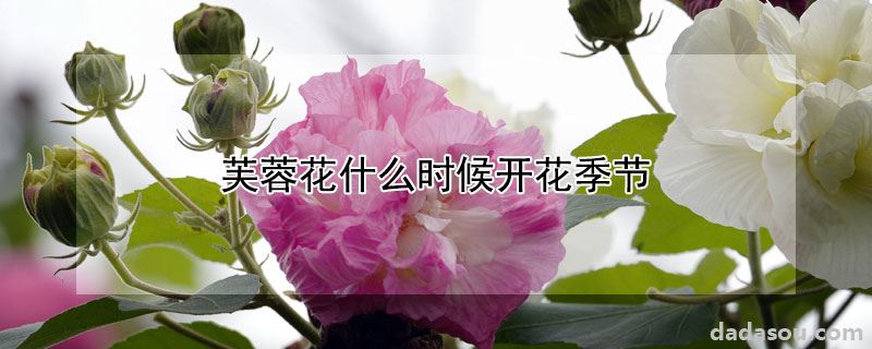 芙蓉花什么时候开花季节