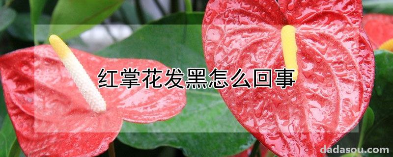 红掌花发黑怎么回事