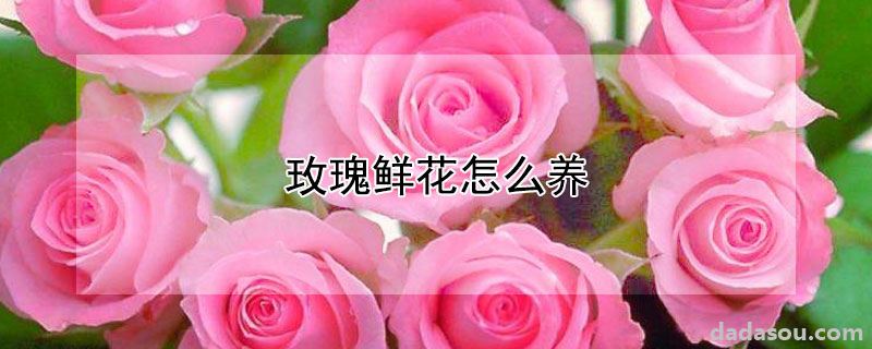 玫瑰鲜花怎么养