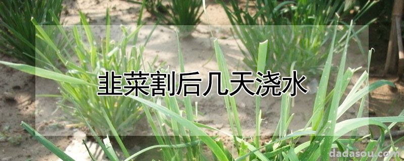 韭菜割后几天浇水