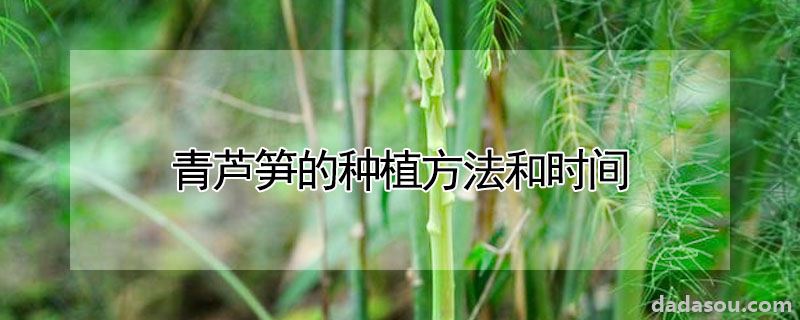 青芦笋的种植方法和时间