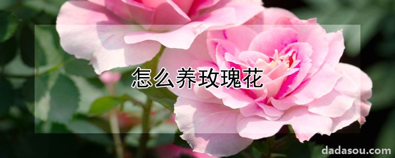 怎么养玫瑰花