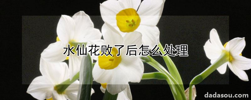 水仙花败了后怎么处理