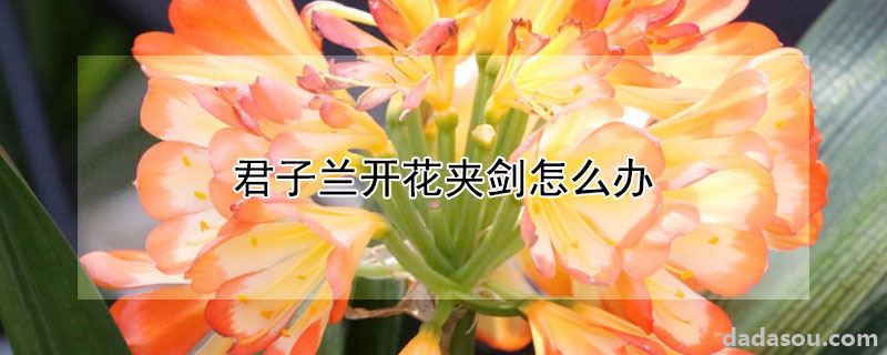 君子兰开花夹剑怎么办