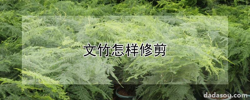 文竹怎样修剪