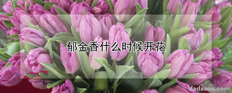 郁金香什么时候开花