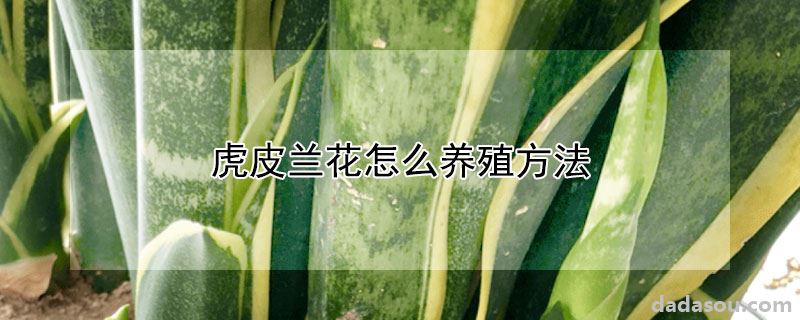 虎皮兰花怎么养殖方法