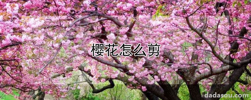 樱花怎么剪