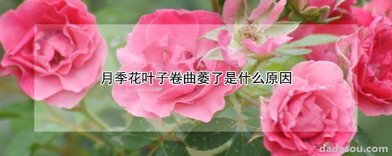 月季花叶子卷曲萎了是什么原因