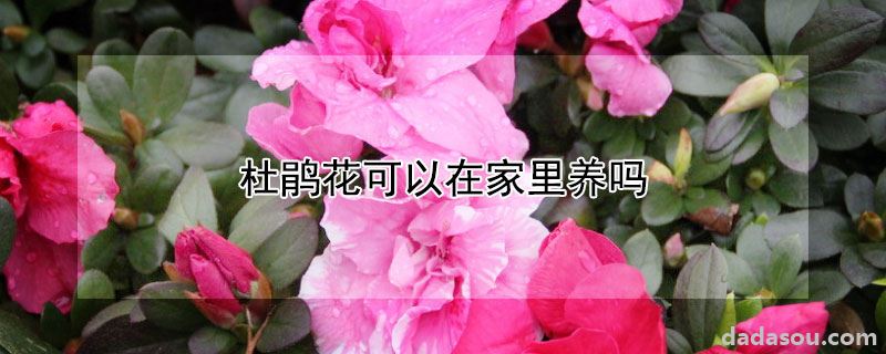 杜鹃花可以在家里养吗