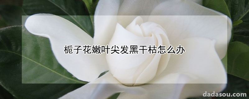 栀子花嫩叶尖发黑干枯怎么办