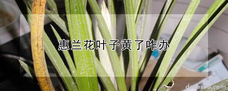 惠兰花叶子黄了咋办