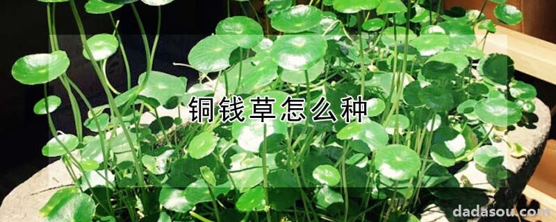 铜钱草怎么种